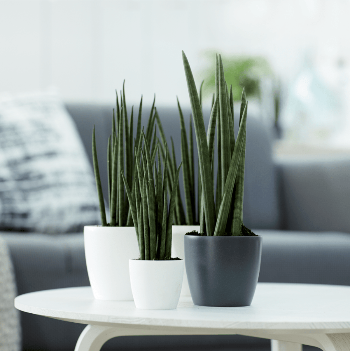 Plant Pots Recycled Plastic Plant Pot - 'brussels mini round' in White homeware shops bristol gift shops bristol Elho