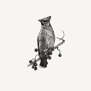 Bird Print Waxwing wood engraving (Framed or Unframed) homeware shops bristol gift shops bristol Fiona Hamilton