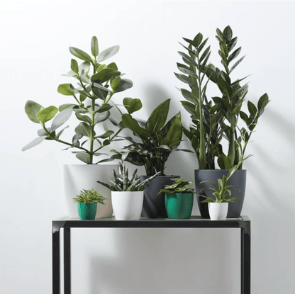 Plant Pots Recycled Plastic Plant Pot - 'brussels mini round' in Gold homeware shops bristol gift shops bristol Elho